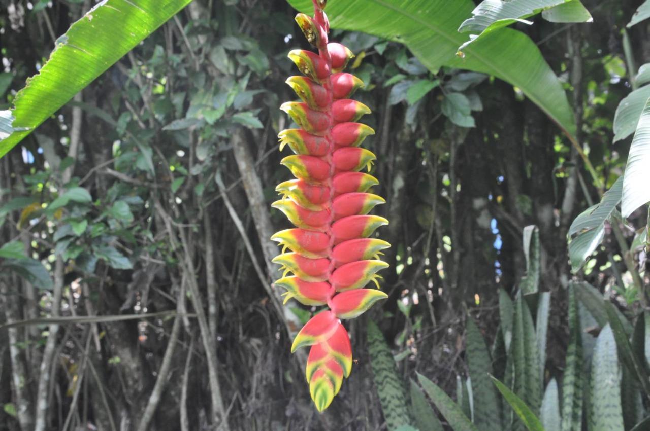 Hospedaje Amanecer Bed and Breakfast Turrialba Buitenkant foto