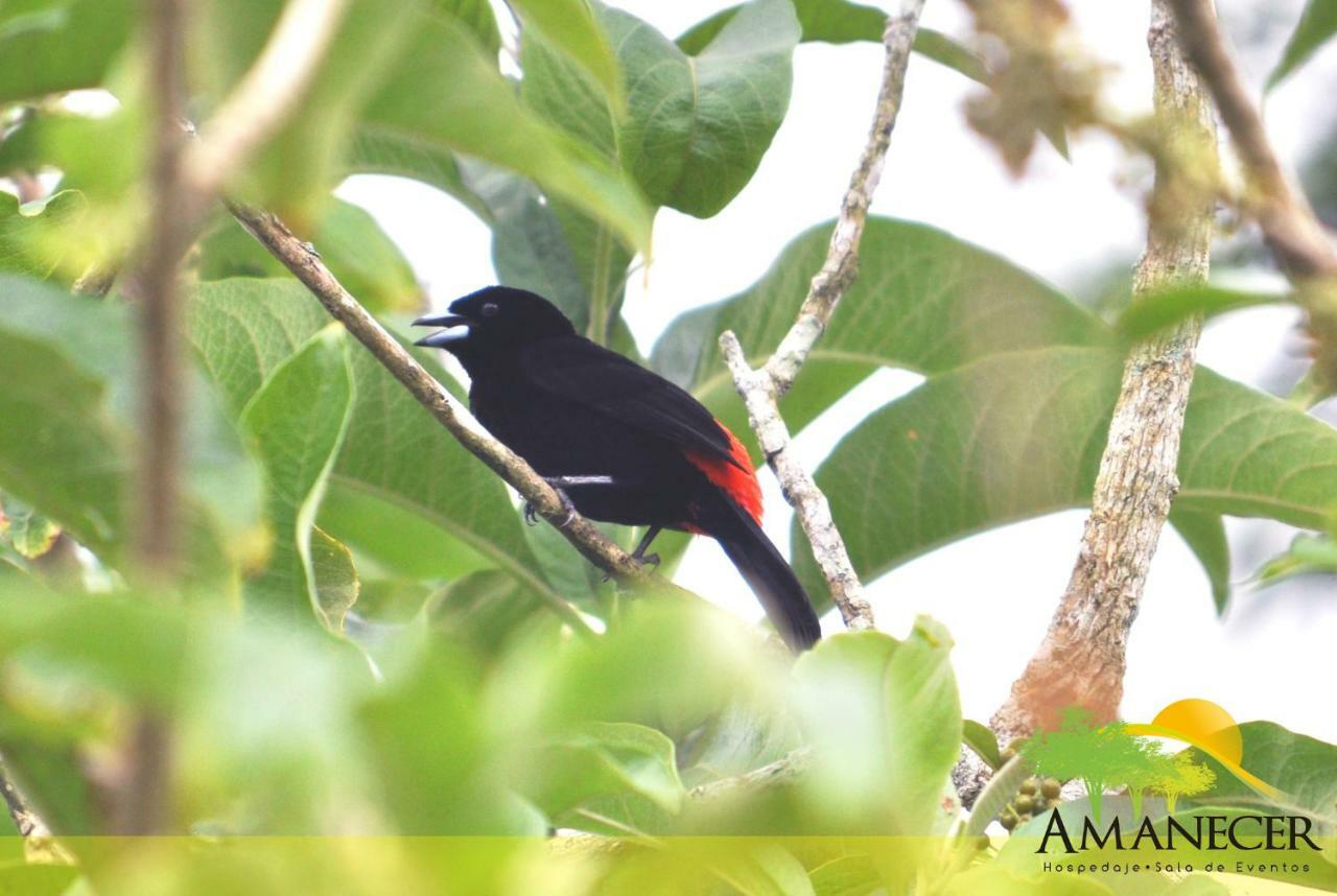 Hospedaje Amanecer Bed and Breakfast Turrialba Buitenkant foto