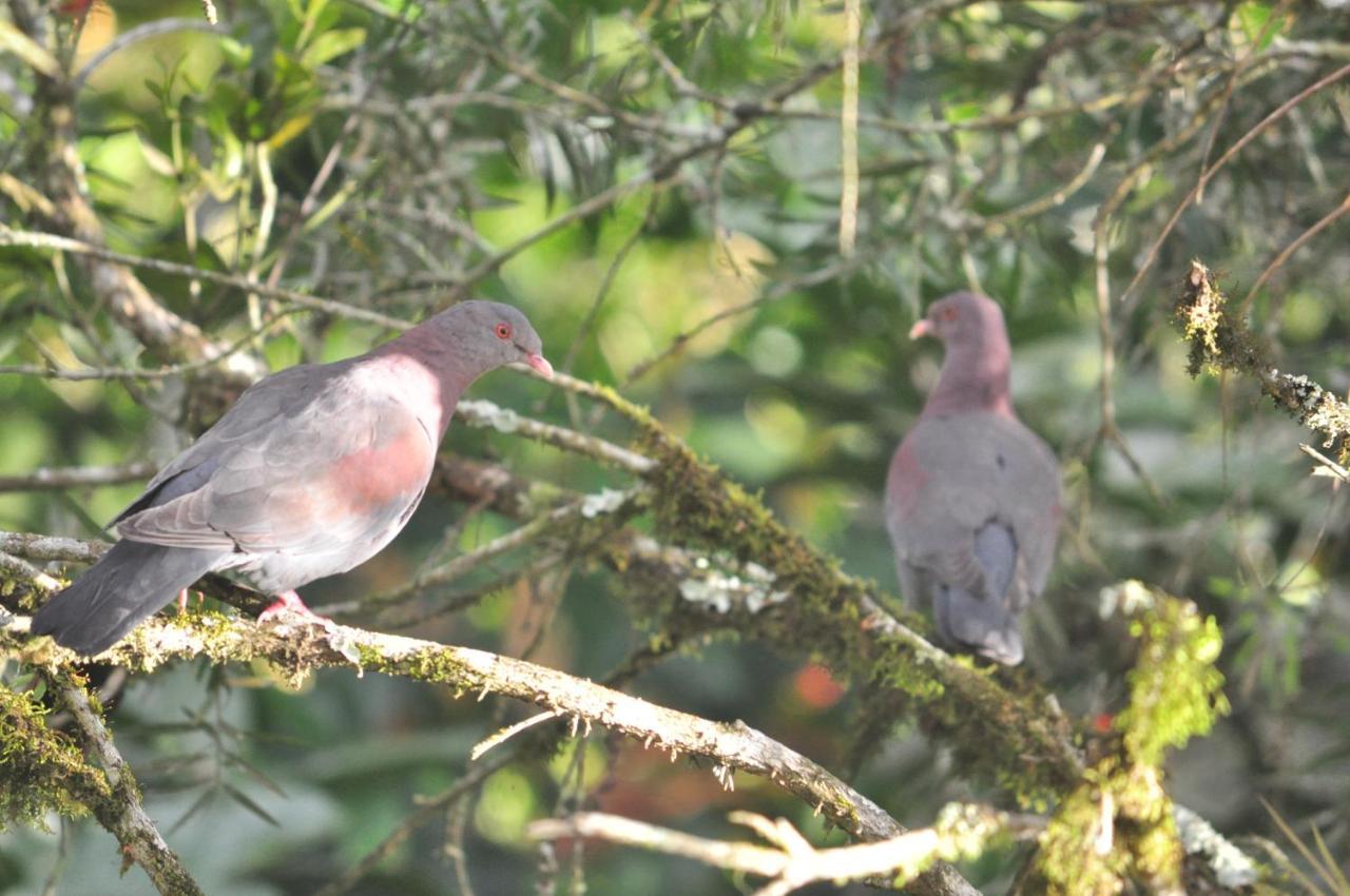 Hospedaje Amanecer Bed and Breakfast Turrialba Buitenkant foto